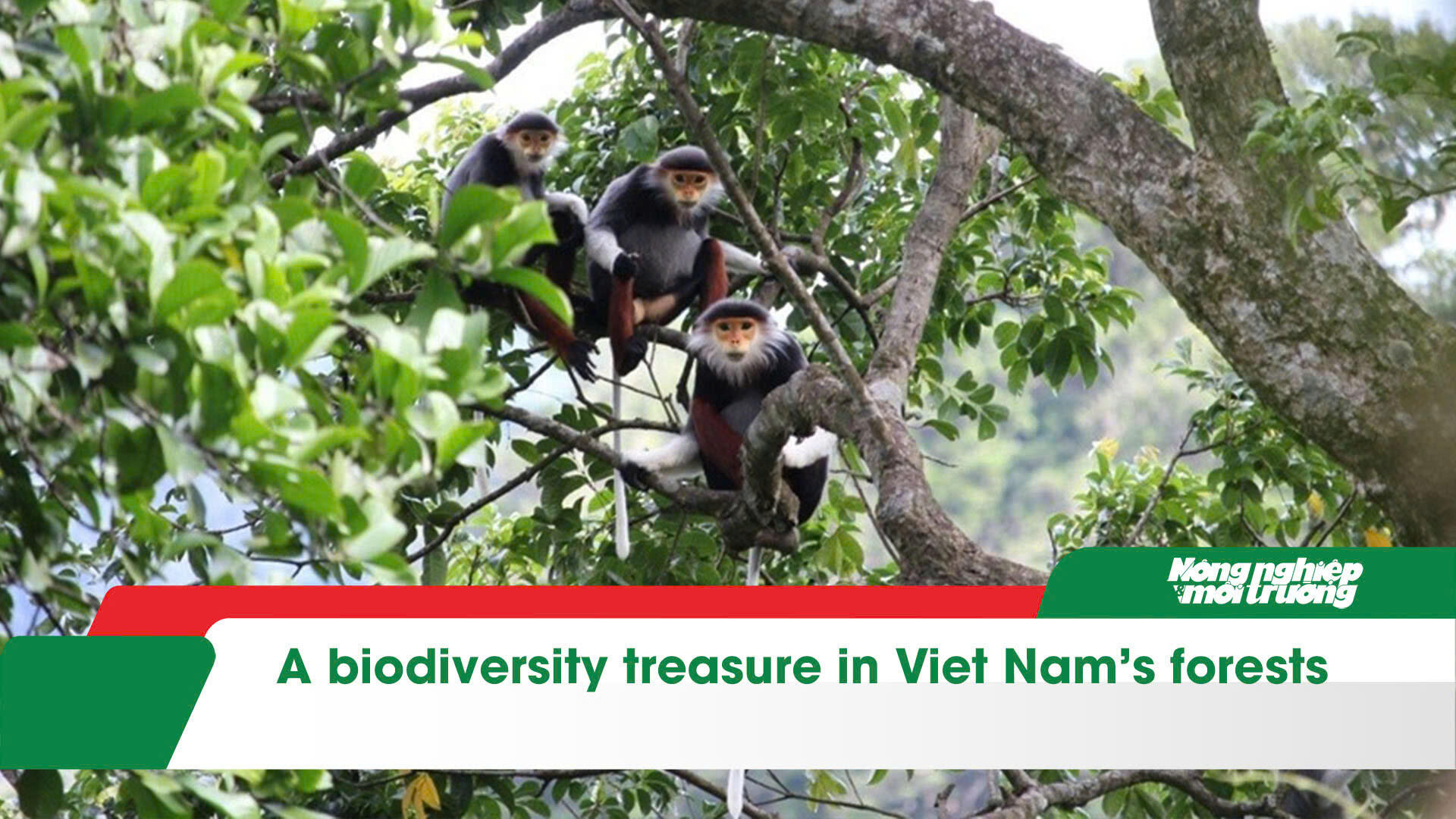 A biodiversity treasure in Viet Nam’s forests